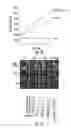 Fig. 05 - METHODS FOR IDENTIFYING PROTEINS AND COMPOUNDS THAT MODULATE THE ACTIVITY OF OTUB1