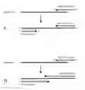 Fig. 01 - RNA amplification methods