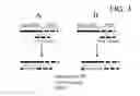 Fig. 05 - RNA amplification methods