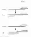 Fig. 06 - RNA amplification methods