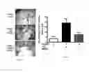 Fig. 08 - MARKERS OF ENDOTHELIAL PROGENITOR CELLS AND USES THEREOF