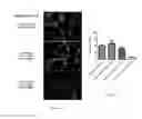 Fig. 10 - MARKERS OF ENDOTHELIAL PROGENITOR CELLS AND USES THEREOF
