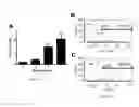 Fig. 14 - MARKERS OF ENDOTHELIAL PROGENITOR CELLS AND USES THEREOF