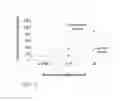 Fig. 10 - MICRO-RNAS MODULATING IMMUNITY AND INFLAMMATION