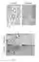 Fig. 11 - MICRO-RNAS MODULATING IMMUNITY AND INFLAMMATION