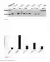 Fig. 19 - MICRO-RNAS MODULATING IMMUNITY AND INFLAMMATION