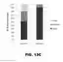 Fig. 25 - Compositions and methods for detecting cancer metastasis