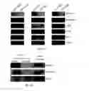 Fig. 05 - Genetic amplification of IQGAP1 in cancer