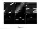 Fig. 09 - Synthesis of nanopeapods by galvanic displacement of segmented nanowires