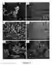 Fig. 06 - Nanofibers from Substituted Polyaniline and Methods of Synthesizing and Using the Same