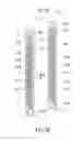 Fig. 16 - Heat exchanger
