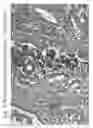 Fig. 08 - Aqueous compositions and methods of using the same for histopathological evaluation of tissue samples