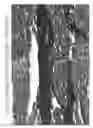 Fig. 26 - Aqueous compositions and methods of using the same for histopathological evaluation of tissue samples