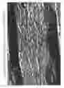 Fig. 27 - Aqueous compositions and methods of using the same for histopathological evaluation of tissue samples