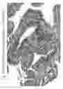 Fig. 40 - Aqueous compositions and methods of using the same for histopathological evaluation of tissue samples