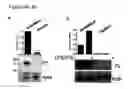 Fig. 06 - PERFORIN 2 DEFENSE AGAINST INVASIVE AND MULTIDRUG RESISTANT PATHOGENS