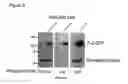 Fig. 09 - PERFORIN 2 DEFENSE AGAINST INVASIVE AND MULTIDRUG RESISTANT PATHOGENS