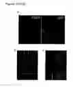 Fig. 14 - PERFORIN 2 DEFENSE AGAINST INVASIVE AND MULTIDRUG RESISTANT PATHOGENS