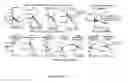 Fig. 17 - PERFORIN 2 DEFENSE AGAINST INVASIVE AND MULTIDRUG RESISTANT PATHOGENS