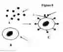 Fig. 09 - REFERENCE STANDARD FOR DIAGNOSTIC APPLICATIONS
