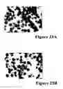 Fig. 29 - REFERENCE STANDARD FOR DIAGNOSTIC APPLICATIONS