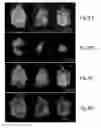 Fig. 08 - Arrays and methods for guided cell patterning