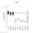 Fig. 06 - MOLECULAR TARGETS AND COMPOUNDS, AND METHODS TO IDENTIFY THE SAME, USEFUL IN THE TREATMENT OF FIBROTIC DISEASES