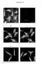 Fig. 06 - System and method for iterative detection of biological molecules