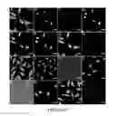 Fig. 08 - System and method for iterative detection of biological molecules