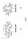Fig. 05 - Polymer conjugate enhanced bioassays