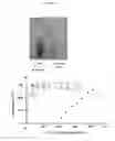 Fig. 17 - BIOSENSORS UTILIZING INK JET-PRINTED BIOMOLECULE COMPATIBLE SOL GEL INKS AND USES THEREOF
