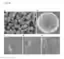 Fig. 04 - Virus-microbead complex and use thereof