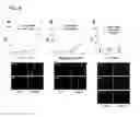 Fig. 08 - Virus-microbead complex and use thereof