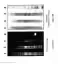 Fig. 09 - RAPID PROTEIN LABELING AND ANALYSIS