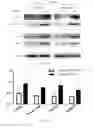 Fig. 05 - Method for determining radiosensitivity