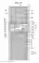 Fig. 19 - Liquid crystal display