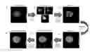 Fig. 01 - METHODS FOR QUANTITATIVE ANALYSIS OF CELL SPATIAL TRAJECTORIES