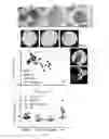 Fig. 16 - METHODS FOR QUANTITATIVE ANALYSIS OF CELL SPATIAL TRAJECTORIES