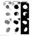 Fig. 17 - METHODS FOR QUANTITATIVE ANALYSIS OF CELL SPATIAL TRAJECTORIES