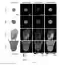 Fig. 19 - METHODS FOR QUANTITATIVE ANALYSIS OF CELL SPATIAL TRAJECTORIES