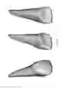 Fig. 31 - Electronic dental charting