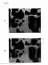 Fig. 08 - Sample holder for scanning electron microscope, scanning electron microscope image observation system, and scanning electron microscope image observation method