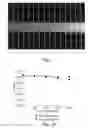 Fig. 08 - SOLAR CELLS AND MODULES INCLUDING CONDUCTIVE TAPES AND METHODS OF MAKING AND USING THE SAME