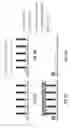 Fig. 07 - Domain wall injector device using fringing fields aided by spin transfer torque