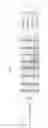 Fig. 13 - Physical layer protocol data unit format applied with space time block coding in a high efficiency wireless LAN
