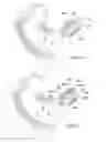 Fig. 09 - Method and system for modeling a custom fit earmold