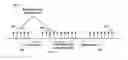 Fig. 01 - Multicarrier signal transmission in wireless communications