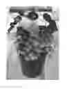 Fig. 01 - Viola plant named 'SMEV5'