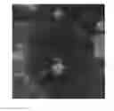 Fig. 03 - Viola plant named 'SMEV5'