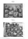 Fig. 02 - FRUIT FORMATION IN THE ABSENCE OF FERTILISATION